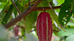 Cacau, o novo ouro da economia do Equador