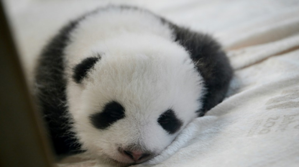 Entr&eacute;e en sc&egrave;ne des b&eacute;b&eacute;s pandas jumeaux au zoo de Berlin