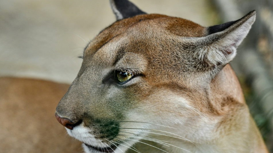 US woman killed in rare suspected mountain lion attack