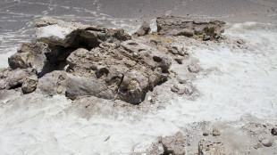 Scoperto un coccodrillo preistorico che divorava i dinosauri