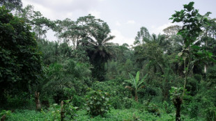 EU einigt sich auf Aufschub von Gesetz gegen Abholzung