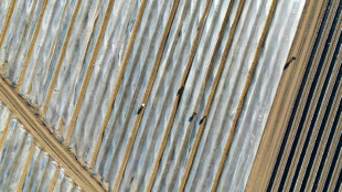 Bauernverband fordert Ausnahme vom Mindestlohn für Saisonkräfte 