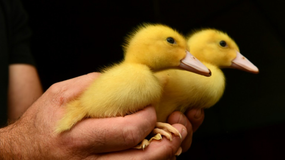 Entenküken von Autobahnen in Baden-Württemberg und Hessen gerettet