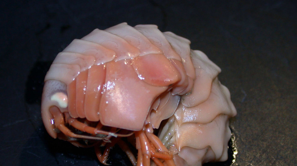 Il nome di un mollusco degli abissi selezionato da 8mila proposte inviate sul web