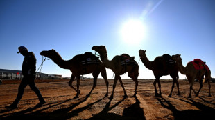 Camels find unlikely home in outback Australia