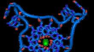 Nel genoma umano tracce del Dna di antenati fantasma
