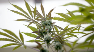 Cannabis-Evaluierung: SPD wirft Dobrindt unsachliche Kritik an Studie vor