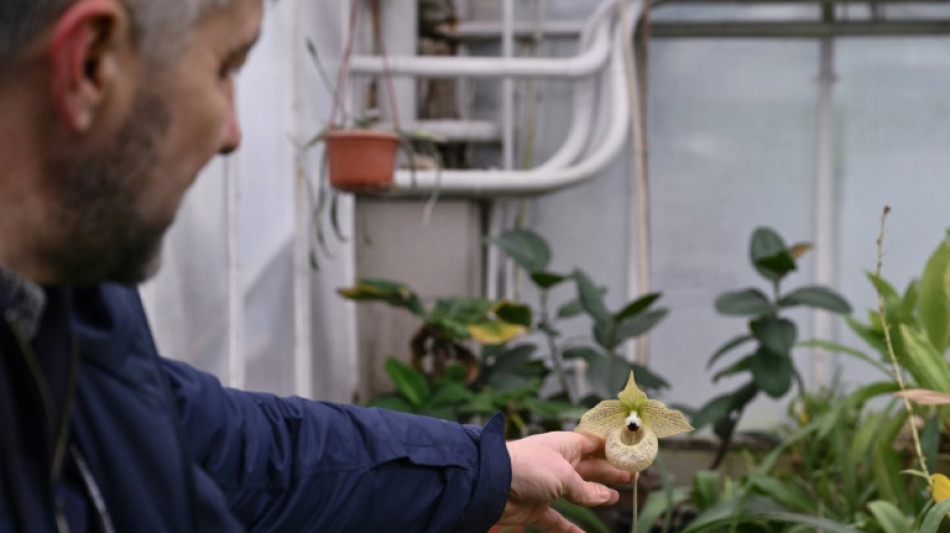 Ukraine: sans chauffage, les plantes tropicales du Jardin botanique fl&eacute;trissent