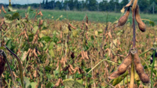 Prev&eacute;n fuerte recorte de cosecha por sequ&iacute;a este a&ntilde;o en Argentina