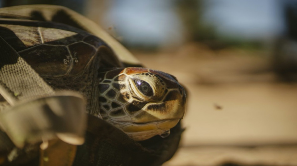 Ermittler entdecken bei Kontrolle in Bayern 31 Schildkr&ouml;ten in Fahrzeug