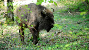 Entlaufener Wisent sorgt f&uuml;r Aufregung in Brandenburg