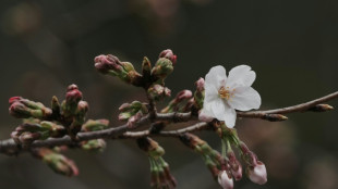 Tokyo's dazzling cherry blossom season officially begins